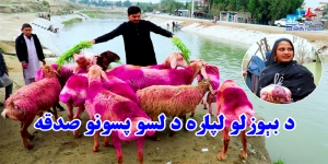 Sadaqah of 10 sheeps for the poor people by Atta Welfare Foundation